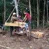 Lâm tặc công khai bốc xếp, vận chuyển gỗ lậu trên địa bàn xã Đăk Nhoong. (Ảnh: Cao Nguyên/TTXVN)