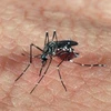 Muỗi Aedes aegypti. (Ảnh: Genetic Literacy Project/TTXVN)