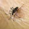 Muỗi Aedes Aegypti, vật trung gian lây truyền virus Zika. (Ảnh: AFP/TTXVN)