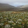 Đây là một trong nhiều khu vực hoang dã đáng được bảo vệ ở New Zealand. (Nguồn: sciencemag.org)