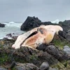 Một con cá voi đã chết trên bờ biển của vùng Coquimbo. (Nguồn: phys.org)