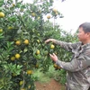 Vườn cam của anh Trần Văn Tuyên, tổ 4, thị trấn Cao Phong có diện tích 7ha cho thu hoạch hơn 5 tỷ đồng/năm. (Ảnh: Nhan Sinh/TTXVN)