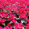 Mexico ghi danh vào Guinness thế giới về tấm thảm hoa lớn nhất 