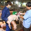 Một cơ sở chăn nuôi heo được công nhận an toàn dịch bệnh động vật. (Ảnh: Mạnh Linh/TTXVN)