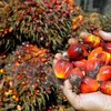 Indonesia có thể xuất khẩu 27 triệu tấn dầu cọ thô năm nay 