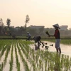 Nông dân xã Văn Lang, huyện Hưng Hà, tỉnh Thái Bình tranh thủ cấy sớm trên những diện tích ruộng trũng đã đủ nước. (Ảnh: Xuân Tiến/TTXVN)