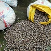 Gần 1 tấn sò bị thu giữ. (Ảnh: Nguyễn Hoàng/TTXVN)