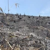 Đình chỉ 4 cán bộ kiểm lâm ngang nhiên hủy hoại rừng tại Đắk Nông