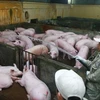 Một trại nuôi lợn tại phường Quán Trữ, quận Kiến An, Hải Phòng. (Ảnh: Lâm Khánh/TTXVN)