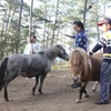 Trẻ em vui chơi với ngựa lùn Pony. (Ảnh: Phạm Kha/TTXVN)