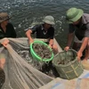 Công nhân Công ty cổ phần đầu tư phát triển thủy sản Bình Minh thu hoạch tôm. (Ảnh: Hải Yến/TTXVN)