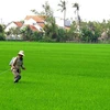Nông dân xã Hòa An, huyện Phú Hòa, phun thuốc trừ sâu bệnh. (Ảnh: Thế Lập/TTXVN)