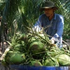 Thu mua dừa xiêm xanh tại vườn ở tỉnh Bến Tre. (Ảnh: Huỳnh Phúc Hậu/TTXVN)