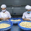 Chế biến điều xuất khẩu tại Công ty TNHH Sản xuất Thương mại Phúc An, tỉnh Bình Phước. (Ảnh: Thanh Vũ/TTXVN)