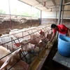 Chủ một trang trại nuôi lợn tại huyện Văn Lâm. (Ảnh: Phạm Kiên/TTXVN)