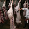  Nhân viên Thú y kiểm tra, đóng dấu kiểm dịch sản phẩm thịt lợn trước khi lưu thông ra thị trường tại cơ sở giết mổ tập trung. (Ảnh: Vũ Sinh/TTXVN)