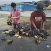 Các nhà nghiên cứu loại bỏ chất thải nhựa khỏi dạ dày của một chú cá voi trên bãi biển tại Công viên Quốc gia Wakatobi ở Đông Nam Sulawesi của Indonesia. (Nguồn: AP)