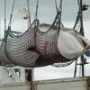 Một con cá voi được dỡ xuống tại cảng Kushiro của Nhật Bản. (Nguồn: AP/smh)