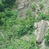 Nơi ở của bộ lạc Korubo trong khu bảo tồn Thung lũng Javari của Brazil, ngày 1/2 vừa qua. (Nguồn:FUNAI/Reuters)