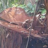 Những cây cổ thụ trơ gốc vì nạn phá rừng ở rừng phòng hộ La Ngà.