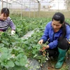 Nông dân xã Tả Chải (Bắc Hà, Lào Cai) chăm sóc vườn dâu tây Hàn Quốc trong nhà kính. (Ảnh: Quốc Khánh/TTXVN)