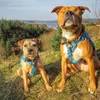 Chú chó mù Amos (bên phải) và "vệ sỹ" Toby. (Nguồn: news.sky)