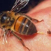 Nghệ An: Một người đàn ông tử vong vì ong đốt khi đi rừng