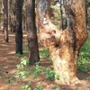Những hình ảnh về rừng thông ở Gia Lai liên tiếp bị “bức tử” 