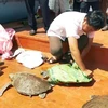 Những cá thể rùa biển chuẩn bị được thả. (Ảnh minh họa: TTXVN phát)