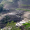 Những thửa ruộng bậc thang nhìn hút tầm mắt tại khu vực xã biên giới Vàng Ma Chải huyện Phong Thổ uốn lượn như những tác phẩm nghệ thuật. (Ảnh: Quý Trung/TTXVN)