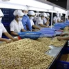 Sản xuất điều xuất khẩu tại Công ty cổ phần Nhật Huy, Bình Dương. (Ảnh: Đình Huệ/TTXVN)