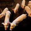 Lợn con trong chuồng tại một trang trại nhỏ ở ngoại ô thành phố Calgary, tiểu bang Alberta của Canada. (Nguồn: Reuters)