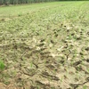 Nhiều diện tích ruộng trên địa bàn xã Cẩm Ngọc, huyện Cẩm Thủy, Thanh Hóa, khô nứt do thiếu nước trầm trọng. (Ảnh: Khiếu Tư/TTXVN)