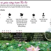 [Infographics] Mùa sen nở đẹp nhất giữa rừng tràm Trà Sư