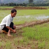 Lúa trên cánh đồng buôn Sứk gieo sạ muộn hơn năm trước do thiếu hụt nguồn nước. (Ảnh: Hưng Thịnh/TTXVN)