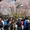 Khách du lịch ngắm hoa anh đào tại Tokyo của Nhật Bản, ngày 27/3 vừa qua. (Ảnh: AFP/TTXVN)