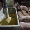 Một trang trại nuôi lợn. (Ảnh: AFP/TTXVN)