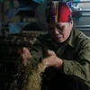 Những hình ảnh về nghề làm tương bần ở tỉnh Hưng Yên 