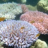 Rạn san hô Great Barrier tại Australia. (Ảnh: AFP/TTXVN)