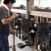 Một nông dân chăm sóc bò thịt tại trang trại ở Hoki, tỉnh Tottori. (Nguồn: Kyodo)