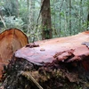 Hiện trường vụ phá rừng cũ, lâm tặc chưa kịp vận chuyển gỗ. (Ảnh: Cao Nguyên/TTXVN)