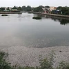 Quảng Trị: Hàng chục nghìn con cá rô phi chết phủ trắng mặt hồ Đại An