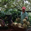 Nông dân thu hoạch sầu riêng. (Ảnh: Tuấn Anh/TTXVN)