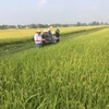 Đoàn công tác của Cục Trồng trọt đi kiểm tra, đánh giá tình hình sản xuất lúa. (Nguồn: cuctrongtrot)