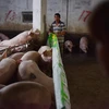 Lợn được nuôi tại trang trại ở tỉnh Hà Nam của Trung Quốc. (Ảnh: AFP/TTXVN)