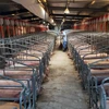 Lợn được nuôi tại trang trại ở tỉnh Giang Tây của Trung Quốc. (Ảnh: THX/TTXVN)
