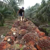 Công nhân thu hoạch hạt cọ dầu tại Pelalawan, tỉnh Riau của Indonesia. (Ảnh: AFP/TTXVN)