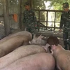 Hơn 2,2 tấn lợn nhập lậu qua biên giới vào sáng ngày 16/12 bị thu giữ. (Ảnh: Chương Đài/TTXVN)