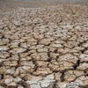 Cánh đồng lúa khô hạn tại tỉnh Suphanburi của Thái Lan. (Ảnh: AFP/TTXVN)