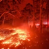 Hiện trường vụ cháy rừng tại New South Wales của Australia. (Ảnh: AFP/TTXVN)